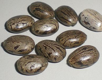 Jatropha
