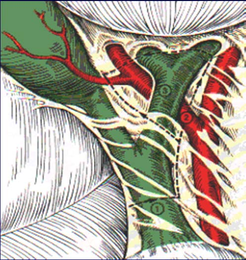 artery Segment of CBD