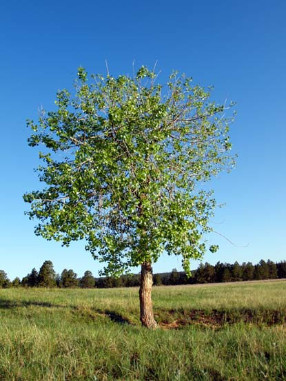 Βαμβακόδεντρο (Cottonwood) Το βαμβακόδεντρο (Εικόνα 1.12), περιλαμβάνει πολλά είδη του γένους Populus. Τα σημαντικότερα είναι το ανατολικό βαμβακόδεντρο (P.