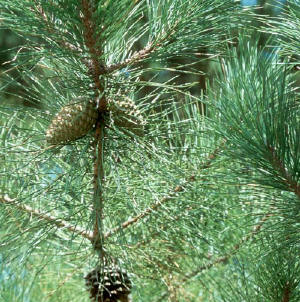 Άκαμπτη πέυκη (Pitch Pine) Η άκαμπτη πεύκη (Εικόνα 1.38), μεγαλώνει από το Maine κατά μήκος των βουνών μέχρι το ανατολικόtennesseeκαι τη βόρεια Georgia.