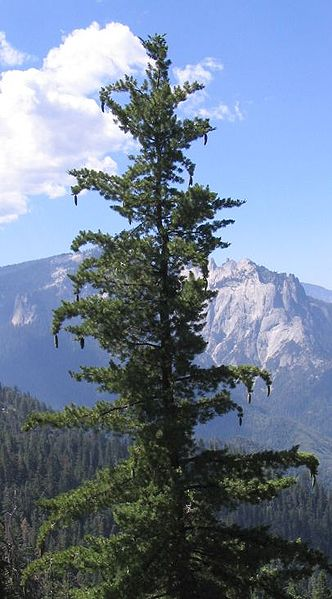 Γλυκειά Πέυκη (Sugar Pine) Η γλυκειά πεύκη (Εικόνα 1.44), είναι το μεγαλύτερο από όλα τα έιδη πεύκης, γνωστό πολλές φορές και σαν γλυκειά πεύκη της California.
