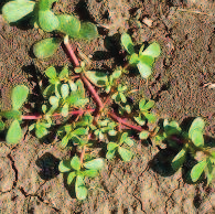 πλαγιαστό (Amaranthus blitoides) Ζωχός (Sonchus oleraceus) Ζωχός