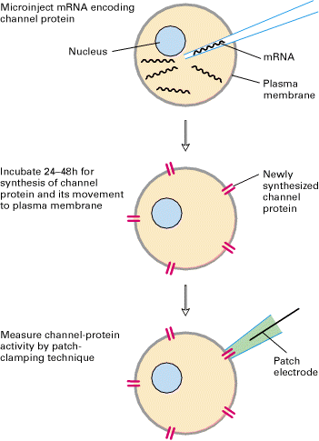 Κλωνοποίηση των γονιδίων που κωδικοποιούν τις πρωτεΐνες των ιοντικών διαύλων