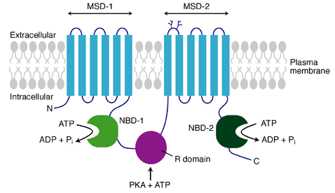 Η πρωτεΐνη CTFR Phe 508 Μεµβρανική πρωτεΐνη Ιοντικός δίαυλος Cl - Η δράση του αυξάνει µέσω φωσφορυλλίωσης σε πολλαπλές θέσεις των πλάγιων αλυσίδων από την εξαρτώµενη από camp κινάση (PKA) Η εξάλειψη
