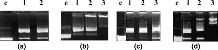 n.e. = not evaluated. Fig. 4. Agarose (1%) gel electrophoresis of 3 lg dsda treated with 0.5, 1.0, and 2.