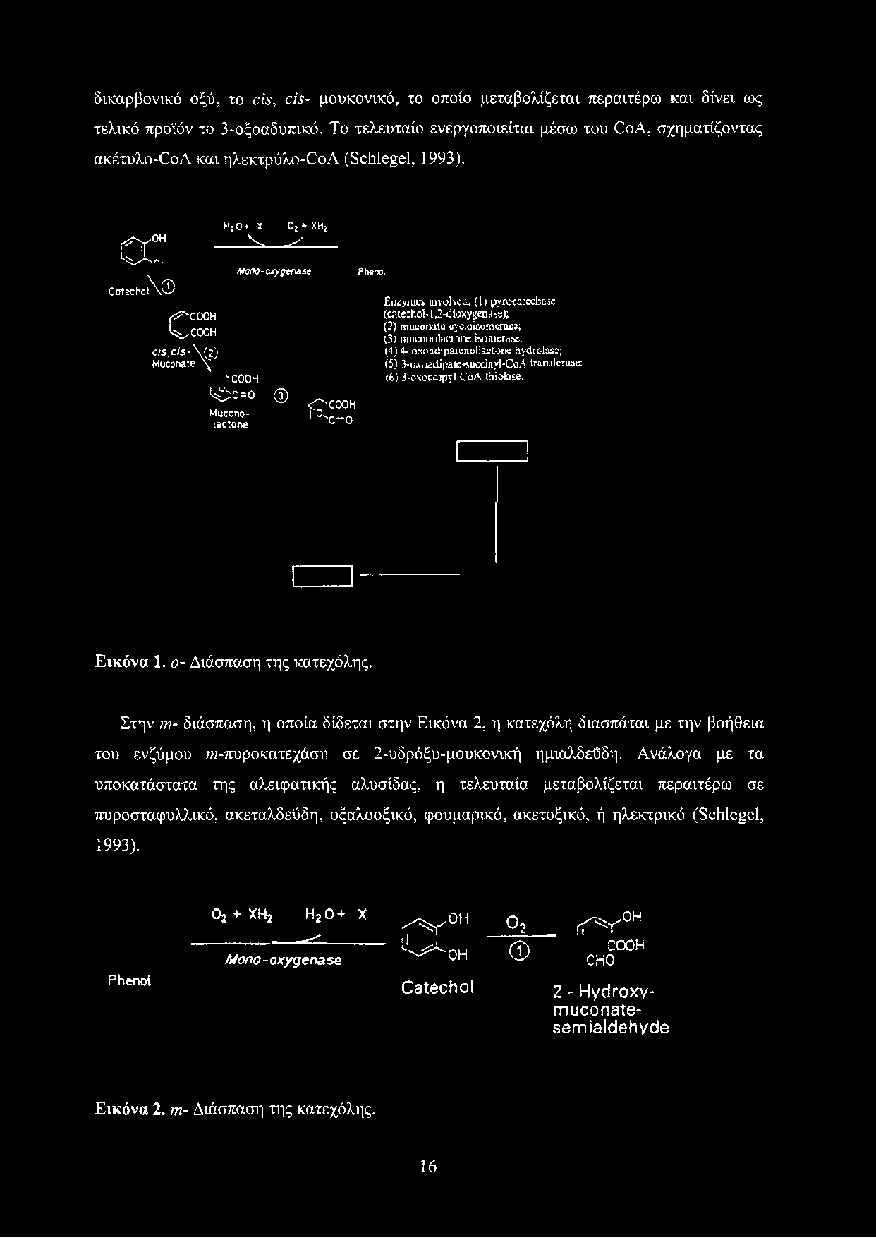 (I) pyrocatccbasc (catechol-1,2-dioxygenase); (2) muconate eycioisomcrass; (3) niuconolactone isomcraiic; (-1) 4- oxoadipatenoljactone hydrolase;