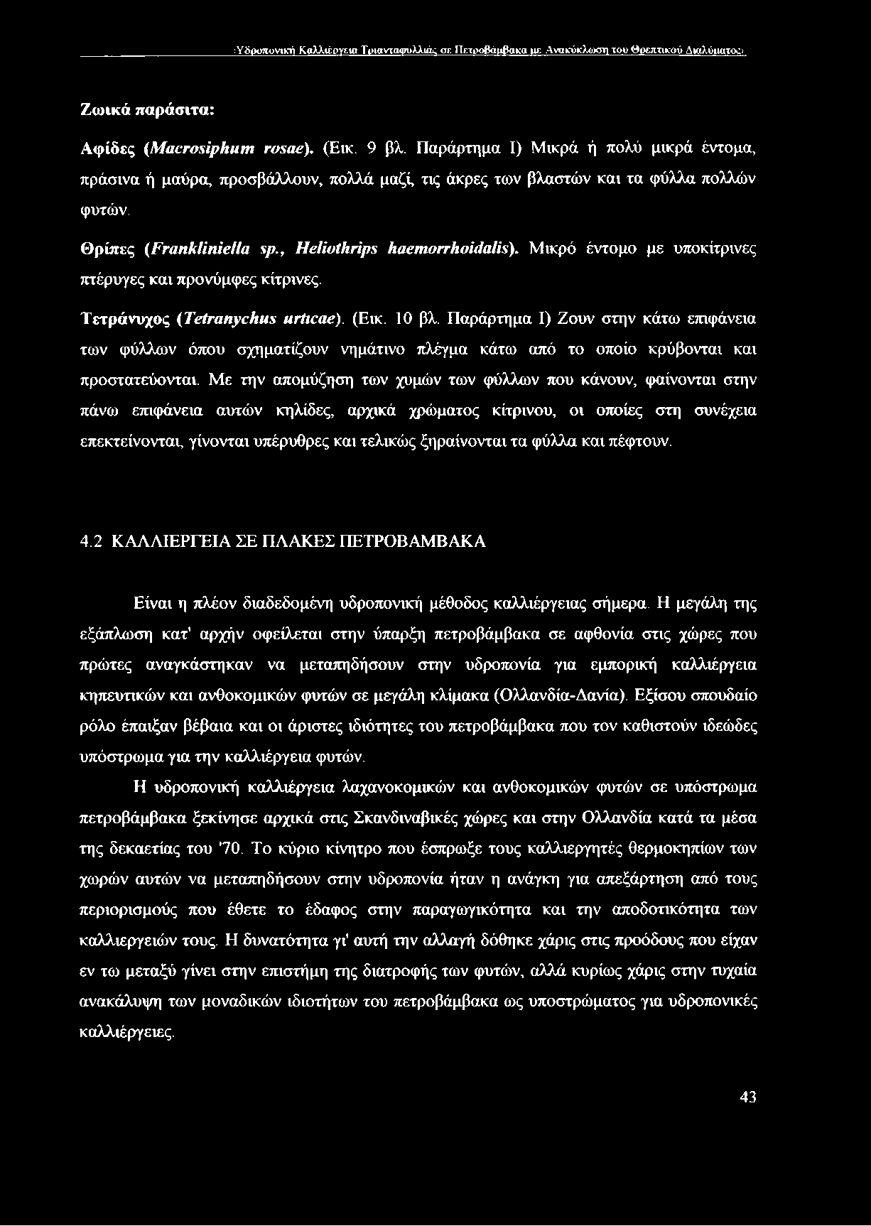 Μικρό έντομο με υποκίτρινες πτέρυγες και προνύμφες κίτρινες. Τετράνυχος (ΤβίταηγοΙηιχ ιιτΐιοαβ). (Εικ. 10 βλ.