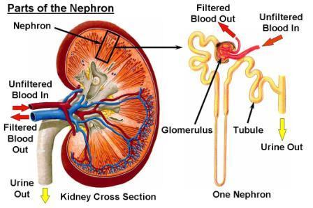 Ο νεφρώνας είναι το πιο σημαντικο μερος των νεφρων υγρα και ηλεκτρολυτες Σχηματισμος ουρων: 1.