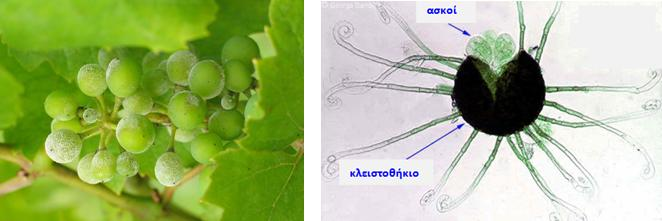 LEOTIOMYCETES Προσβολή φυτών αμπέλου από το είδος Uncinula necator (