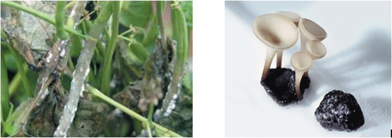 LEOTIOMYCETES (2) Προσβολή φυτών σόγιας από το είδος Sclerotinia
