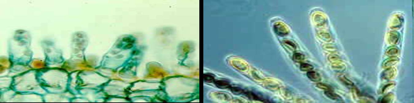 ΒΑΣΙΛΕΙΟ ΜΥΚΗΤΕΣ: ΦΥΛΟ ΑΣΚΟΜΥΚΗΤΕΣ Μυκηλιακοί μύκητες με σέπτα και μονοκύτταροι (ζύμες) To πιο πολυπληθές φύλο σε αριθμό ειδών Αναμορφικό