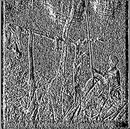 διωρύγων δεύτερης και τρίτης τάξης. Στα αρδευτικά έργα της Μεσοποταμίας, όχι όπως της Αιγύπτου, το νερό ανυψωνόταν από τις διώρυγες με περιστρεφόμενους μοχλούς με κάδο, τα σαντούφ (από την 3Βπ.Χ.