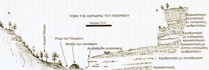 Σχ. 1.5. Τομή απολιθωματοφόρου θέσης Πικερμίου (GAUDRY 1862-67). Παρακάτω δίνεται ο πανιδικός κατάλογος των απολιθωμένων ειδών θηλαστικών των κλασσικών θέσεων του Πικερμίου (KOUFOS 2006).