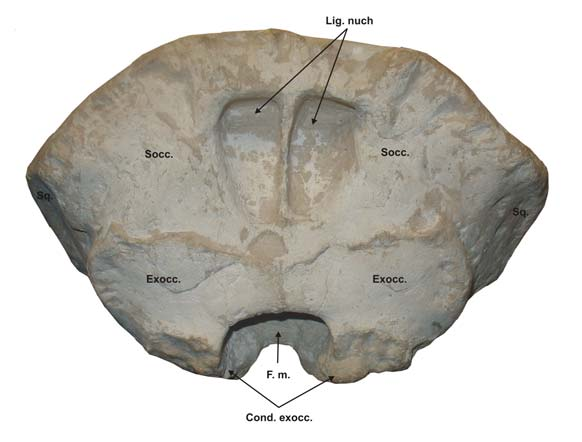 : jugal ζυγωματικό, Mx.: maxilla άνω γνάθος, Pmx.: premaxilla προγναθικό, Pr. p. orb. f.: processus postorbitalis frontalis εμπρόσθια οπισθοφθαλμική απόφυση, F.i. orb. a.