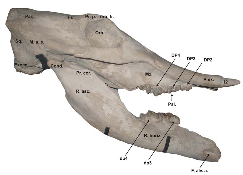 : palatine υπερώα, Mx.: maxilla άνω γνάθος, Pmx.: premaxilla προγναθικό οστό, Cond.: condylus κόνδυλος γνάθου, Pr. cor.: processus coronoideus κορωνοειδής απόφυση, R. asc.