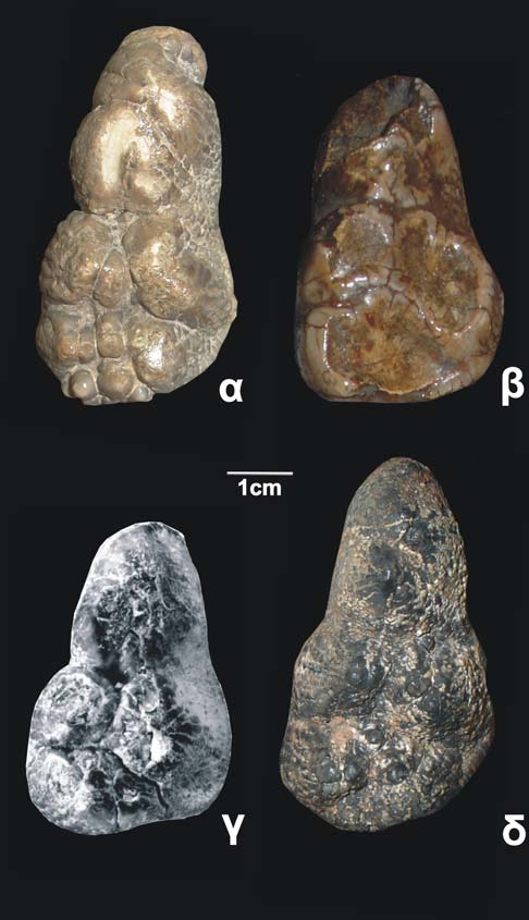 Σχ. 3.3. dp3 του είδους Choerolophodon pentelici από διάφορες θέσεις. α. dp3 dex, NHMW SAM A 4355, Σάμος β. dp3 dex, MNHN PIK 3665, Πικέρμι γ. dp3 dex, ΑΚ10-2, Akkaşdaği, Τουρκία (από TASSY 2005) δ.
