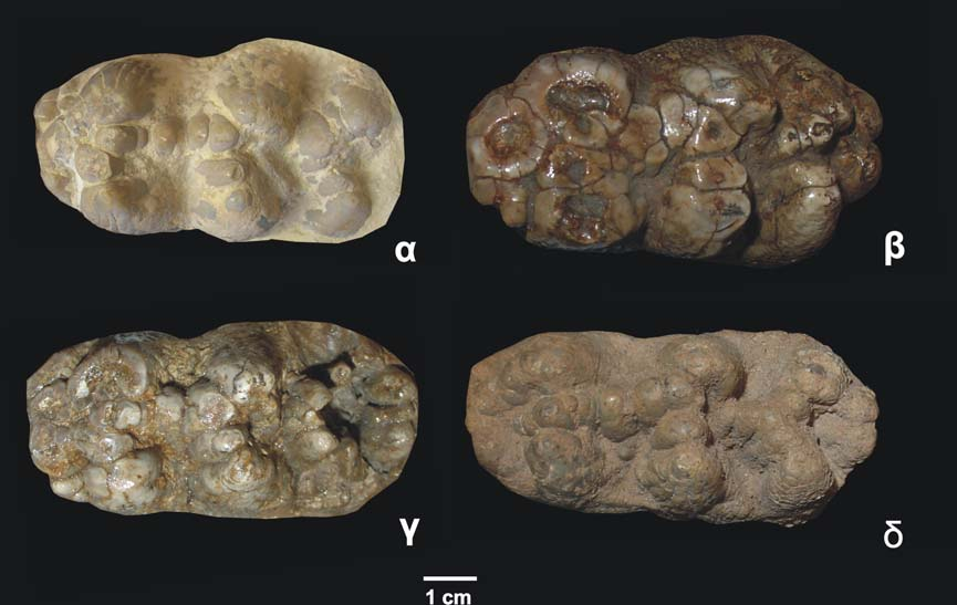 Σχ. 3.5. dp4 του είδους Choerolophodon pentelici από διάφορες θέσεις. α. dp4 dex, NHMW SAM 1914 no 13, Σάμος β. dp4 dex, MNHN PIK 3665, Πικέρμι γ. dp4 sin (ανεστραμμένο) MNHN SLQ 2, κοιλάδα Αξιού δ.