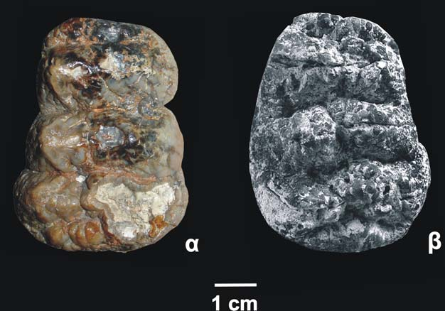 ένας DP3 (AK5-454). Τα δύο δόντια δεν παρουσιάζουν μορφολογικές διαφορές, ενώ όσον αφορά στο μέγεθος υπάρχει συμφωνία (Σχ. 3.22). Καθώς το υλικό που ανήκει στο T.