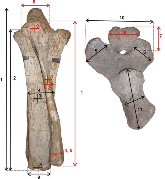 σχηματίζεται μία αρθρωτική επιφάνεια (circumferentia articularis) για την άρθρωση με τη σχισμή της κερκίδας.