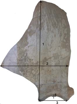 Ωμοπλάτη (scapula): Αποτελεί ένα ογκώδες και σχεδόν επίπεδο οστό, τριγωνικού σχήματος. Το PMMS 49 διατηρείται σχεδόν ολόκληρο και απουσιάζει μόνο το άνω τμήμα της ωμοπλάτης με το margo dorsalis.