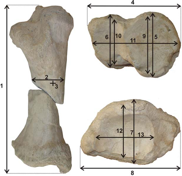 Περόνη (fibula): Το κάτω τμήμα της περόνης (PMMS 56) φέρει τρεις αρθρωτικές επιφάνειες.