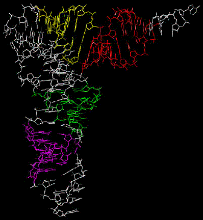 RNA αντιγράφει κομμάτια του