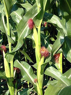 Σιτάρι (Triticum aestivum)