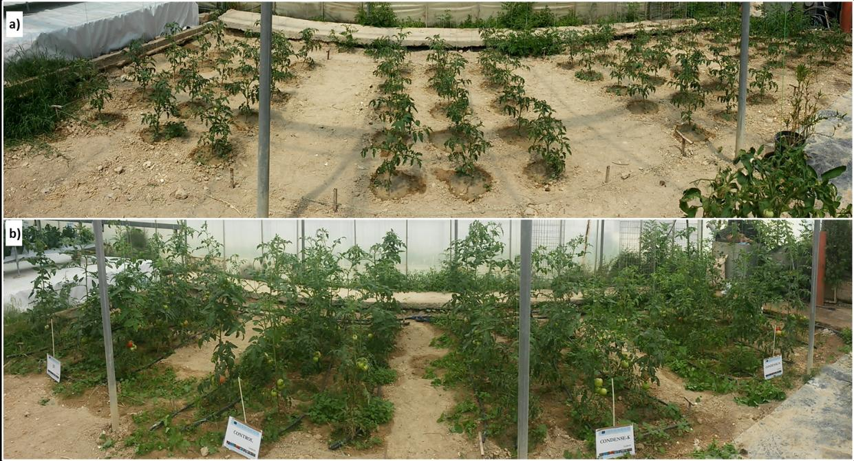 Ανάπτυξη φυτών 40 (a) και 70 (b) ημέρες μετά τη φύτευση Σχεδιασμός και Ανάλυση αγροτεμάχιων Διεξήχθησαν εδαφικές αναλύσεις στην αρχή και στο τέλος του πειράματος και περιλάμβαναν ανάλυση της