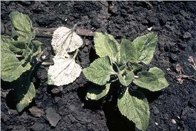 Εικόνα 16: Προσβολή του παθογόνου σε νεαρά φυτάρια. ιασυστηµατική µόλυνση.