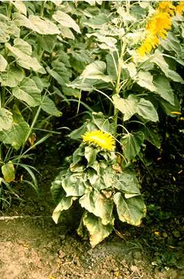Εικόνα 17: Συµπτώµατα διασυστηµατικής µόλυνσης στα φυτά. Τοπικές κηλίδες στα φύλλα.