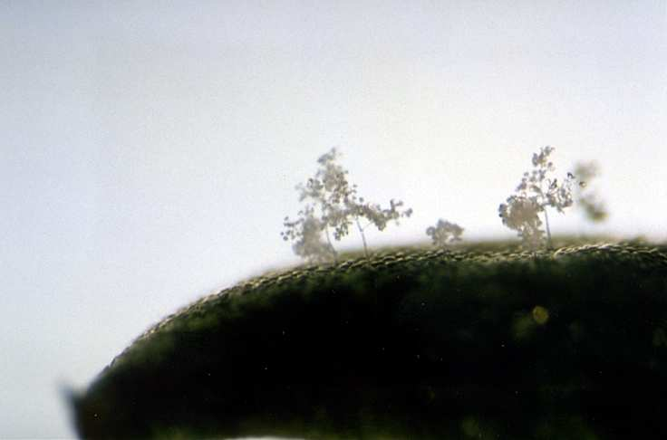 86-95%. Τα ωοσπόρια του παθογόνου σχηµατίζονται στα µεσοκυττάρια διαστήµατα των ριζών, του στελέχους και των σπόρων, είναι καστανά µε διαστάσεις 27-32 µm σε διάµετρο.