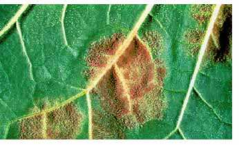Εικόνα 29: Εµφάνιση των καρποφοριών του παθογόνου. Εικόνα 30: Σχισίµατα στα φύλλα από προχωρηµένη µόλυνση. 2.1.