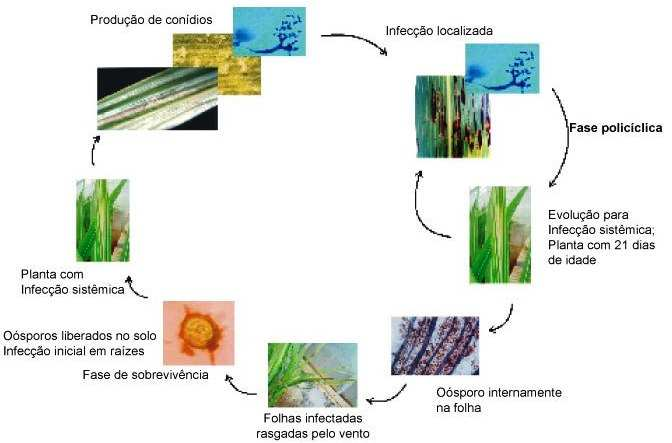 Σχήµα 4: Σχηµατική αναπαράσταση του βιολογικού κύκλου του παθογόνου. 4.1.4 Καταπολέµηση o Συστηµατική αφαίρεση των αυτοφυών φυτών που βρίσκονται στις όχθες των ποταµών στα οποία διαχειµάζει ο µύκητας.