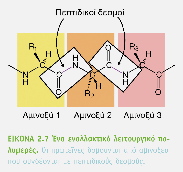 ΤΑ ΑΜΙΝΟΞΕΑ ΕΙΝΑΙ ΕΠΙΣΗΣ ΟΙ