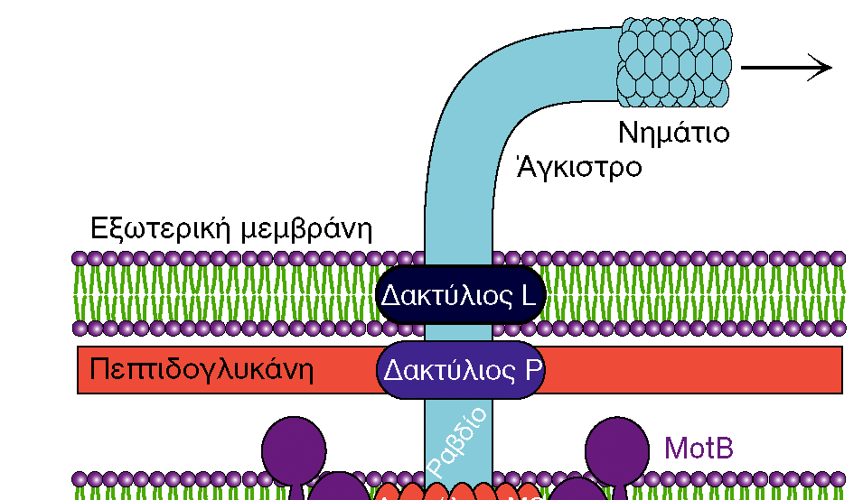 ΔΟΜΗ ΒΑΚΤΗΡΙΑΚΩΝ