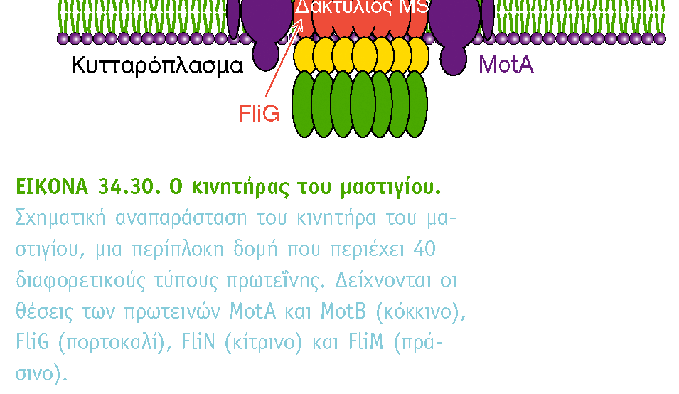 ΠΡΩΤΟΝΙΩΝ ΩΘΕΙ ΤΗΝ