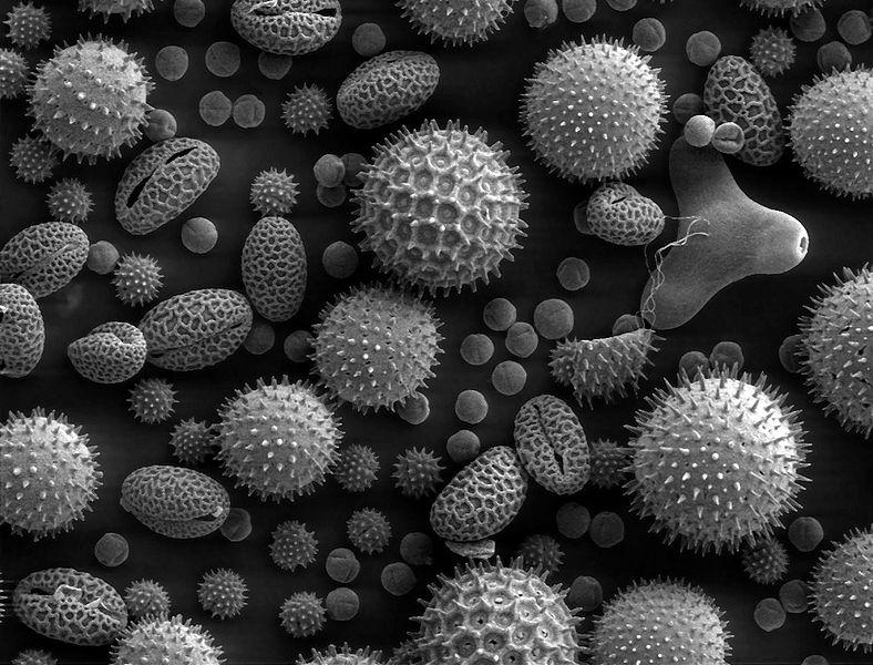 Εικόνεσ θλεκτρονικισ μικροςκοπίασ Scanning electron microscope image of pollen grains from a variety of common plants: sunflower (Helianthus annuus), morning glory