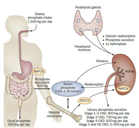 Η ομοιόσταση του φωσφόρου διαταράσσεται σε ασθενείς με ΧΝΝ Προοδευτική μείωση GFR μείωση απέκκρισης φωσφόρου Αντιρροπιστικά - FGF-23, Καλσιτριόλης -