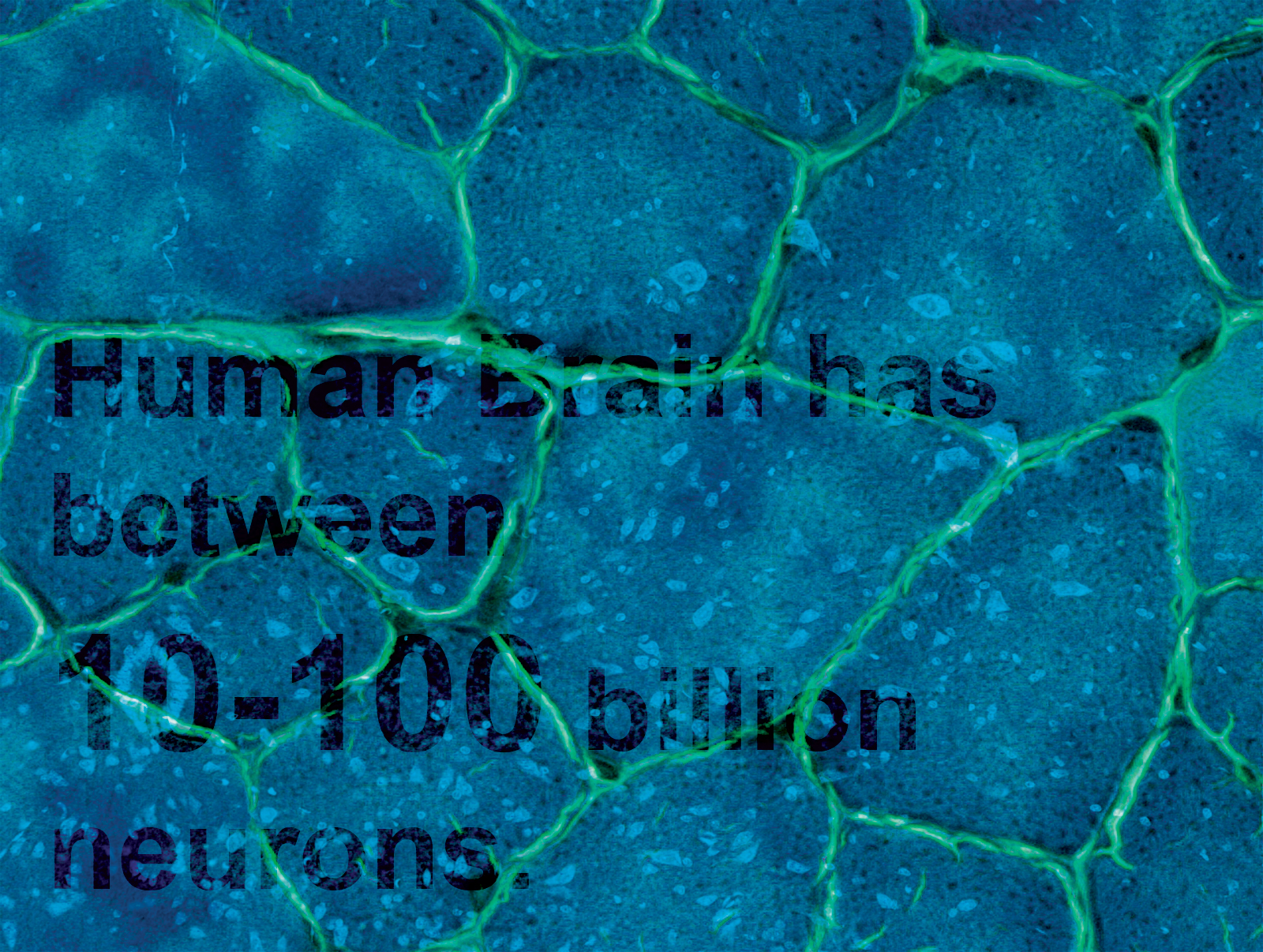 BRAIN Factoid: Brain Factoid: Human