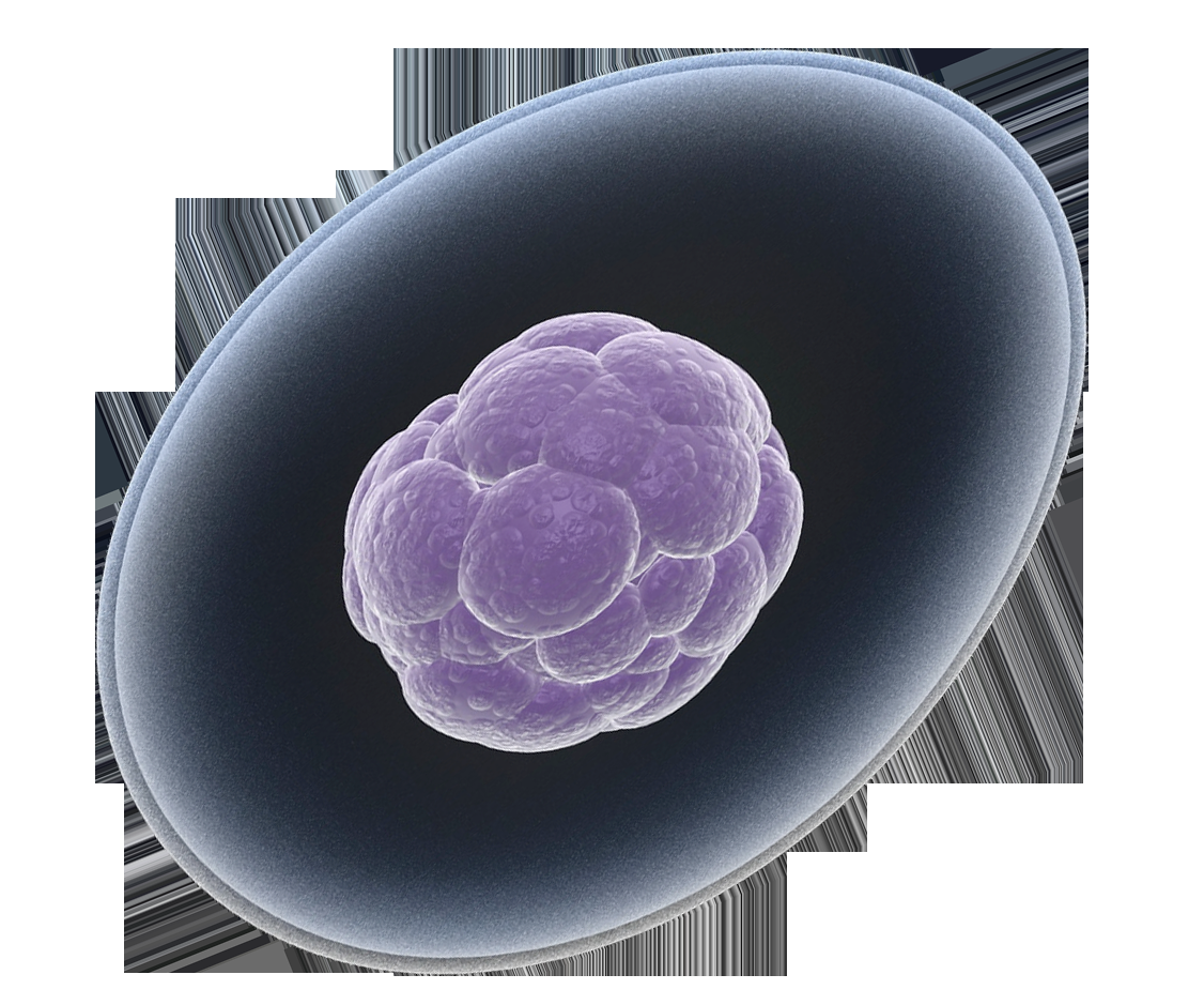 THE HUMAN CELL Factoid: How Many Genes are in