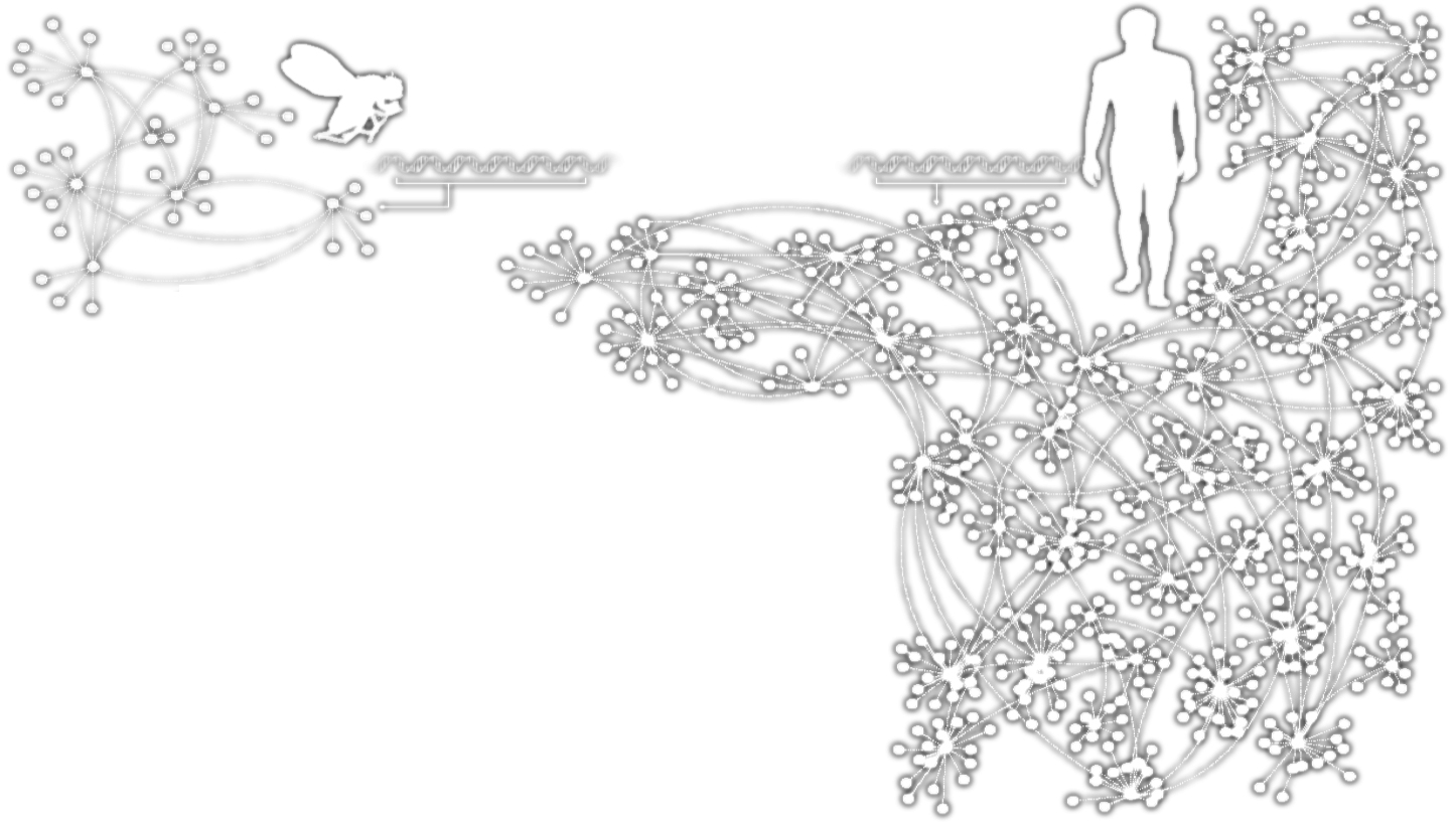 HUMANS GENES Homo Sapiens Drosophila Melanogaster Complex systems Κατασκευάζονται από