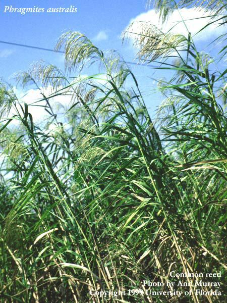 Τα είδη των γενών Phragmites και Scirpus θεωρούνται τα πλέον κατάλληλα για συστήματα τεχνητών υγροβιότοπων υπόγειας οριζόντιας ροής, επειδή το βάθος ριζοβολίας τους επιτρέπει τη χρήση