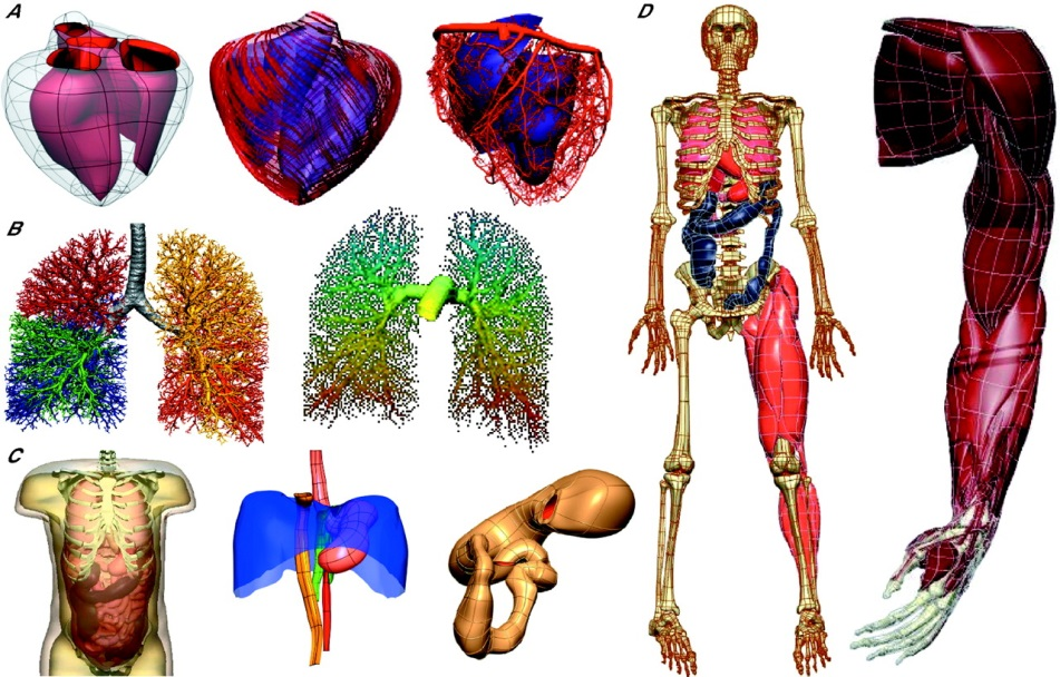 inter-disciplinary field of study that focuses on complex interactions within biological systems, using a holistic approach (holism