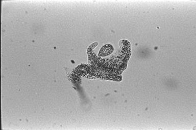Amoeba proteus (Leidy,