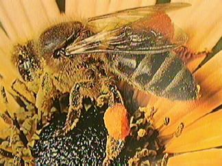 Η μέλισσα Κοινό όνομα Honeybee