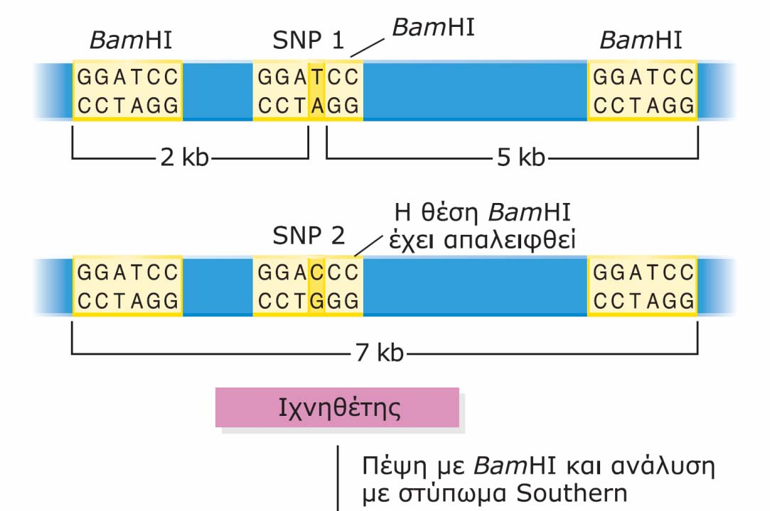 Aνάλυση SNP που επηρεάζουν θέσεις περιορισμού, με στύπωμα Southern. Ένα χρωμοσωμικό τμήμα μεγέθους 7 kb φέρει θέσεις BamHI σε κάθε άκρο του.