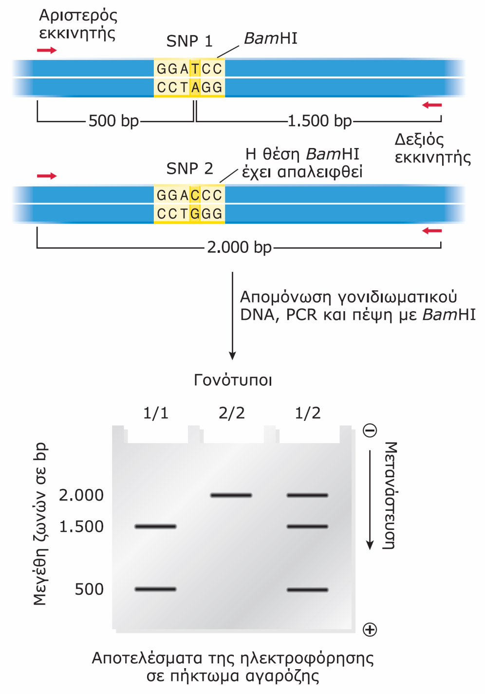 Aνάλυση SNP που επηρεάζουν θέσεις περιορισμού, με PCR. Ένα χρωμοσωμικό τμήμα μεγέθους 2 kb φέρει έναν SNP σε απόσταση 500 bp από το αριστερό του άκρο.