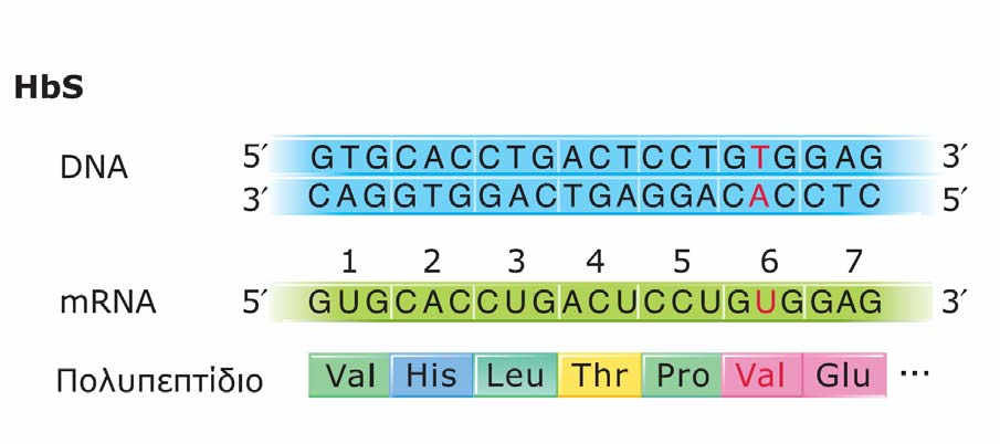 μεταλλαγμένες αλληλουχίες HbS.