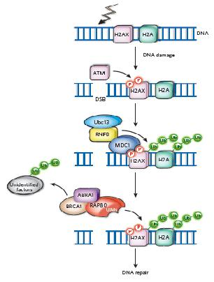 DSB DNA Damage Response: Chromatin Remodelling ΑΤΜ senses- CHEK2 phosphorylates Ub marks στις ιστόνες που γειτνιάζουν στη βλάβη Mediator of DNA Damage Checkpoint 1 (MDC1)+ RING finger protein 8