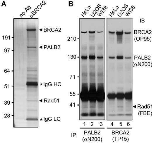 Ανακάλυψη PALB2 ως BRCA2 partner (Partner And Localizer of BRCA2) συνεντοπισμός της πρωτεΐνης BRCA2 σε